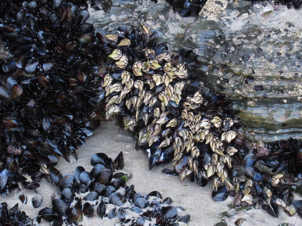 Entenmuscheln (Percebes)